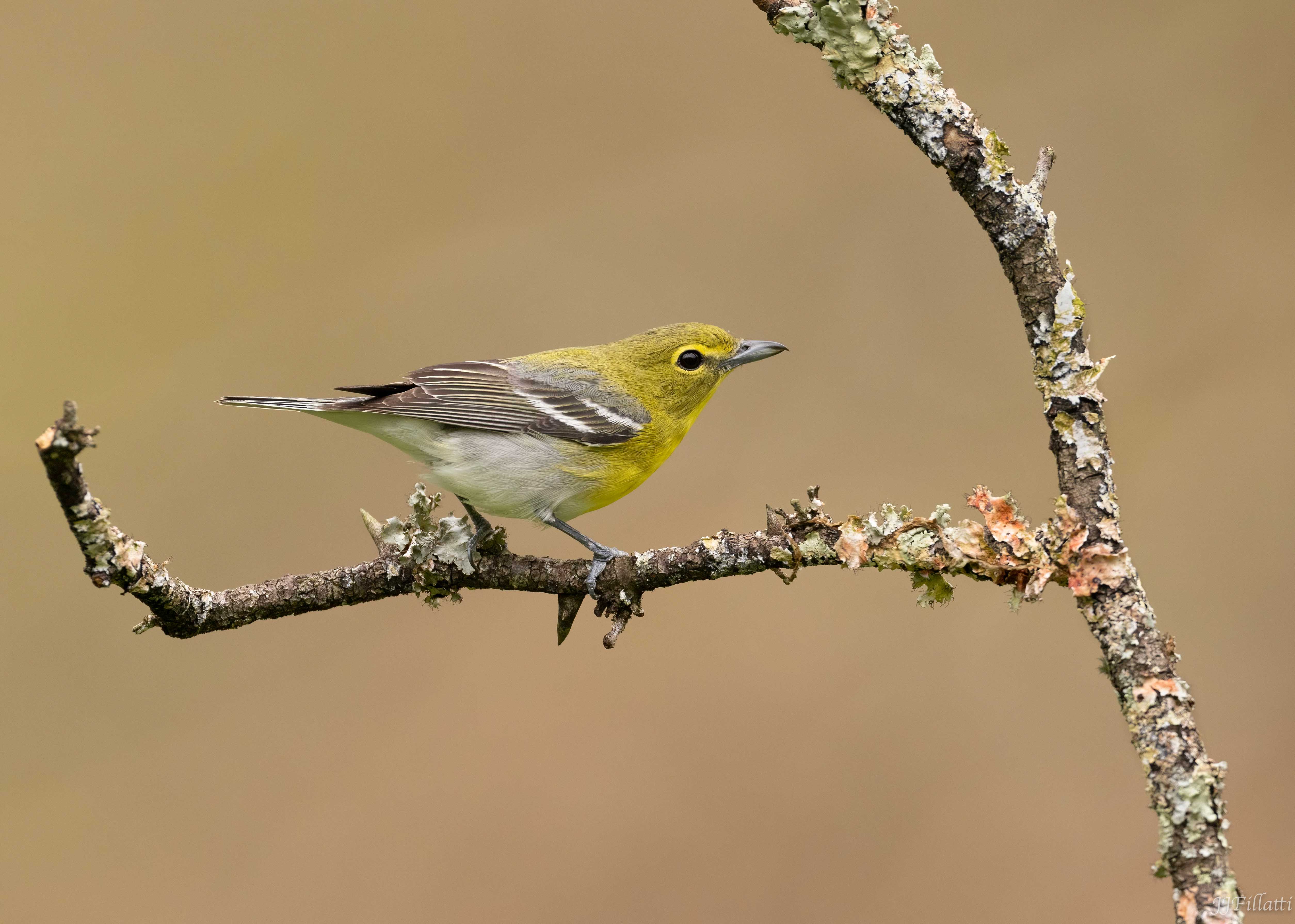 bird of Ohio image 9